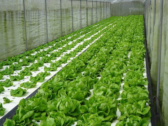 Nong Hoi Royal Project